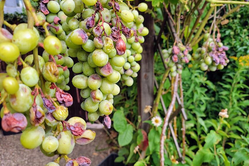 Wein!? Wein!?