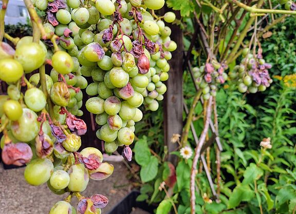 Wein!?