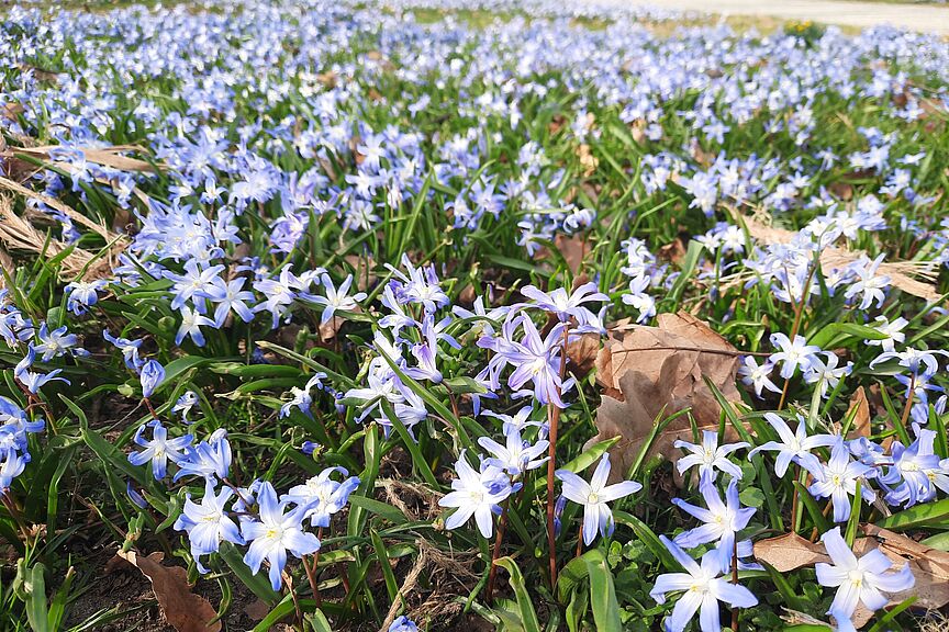 Scilla Abertausende Scilla-Blüten: Soo viele wie Wassertropfen in einem wahren (Blüten-)Meer.