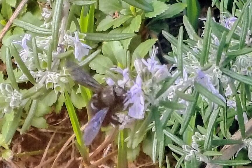 Blauschwarze Holzbiene Blauschwarze Holzbiene