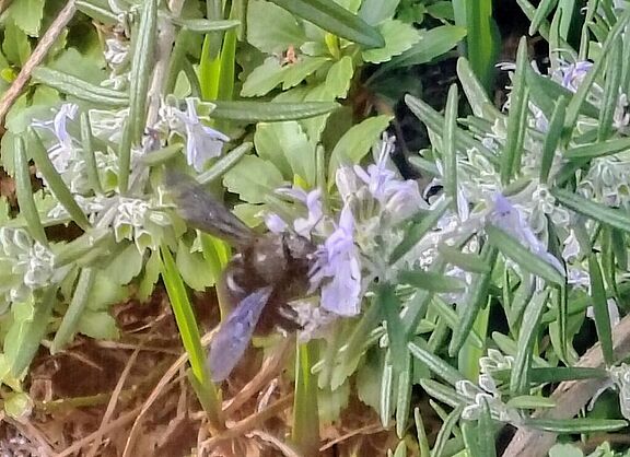 Blauschwarze Holzbiene